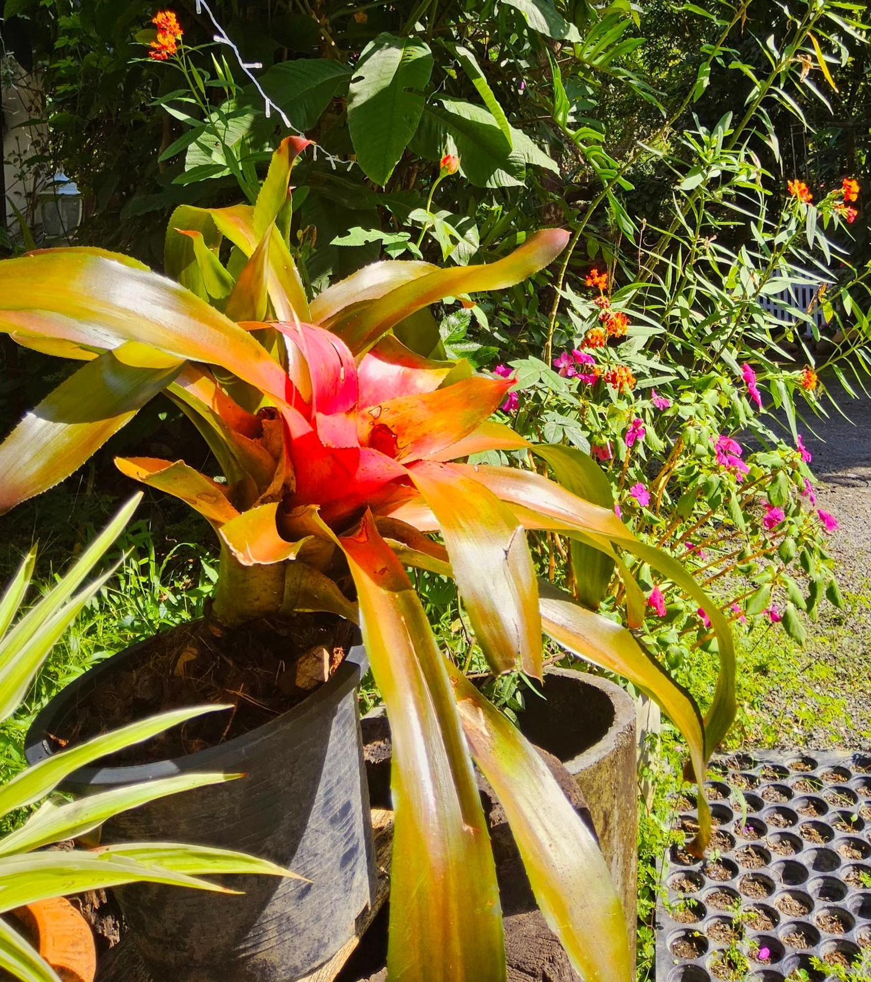Balmy Hideout Cafe & Homestay Ban Huai Kaeo Экстерьер фото